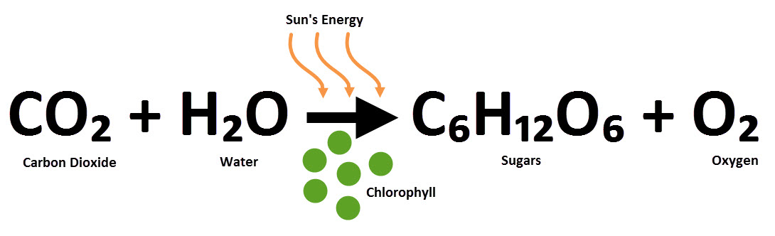 Photosynthesis equation